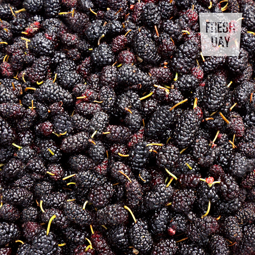 당도으뜸 고창 토종 오디 생과 상품