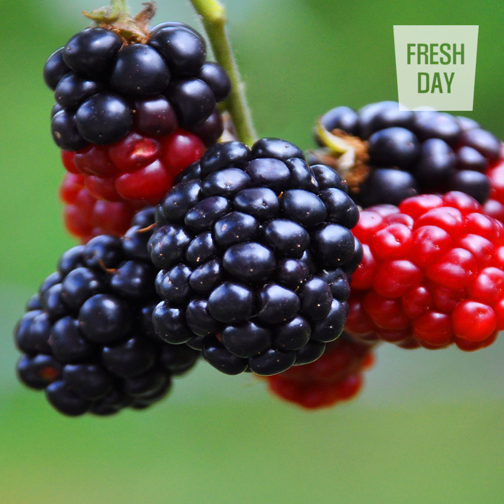 당도으뜸 고창 토종 오디 생과 상품