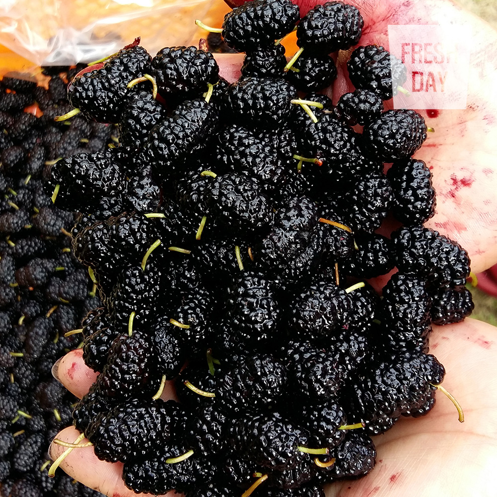 당도으뜸 고창 토종 오디 생과 상품