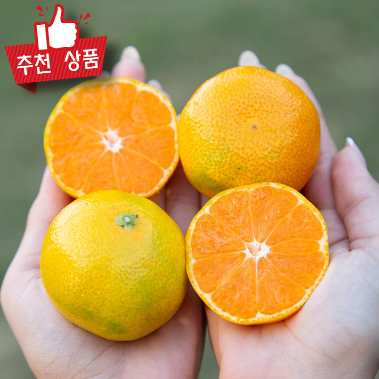 농협상품 밀감 하우스 감귤 제주 노지감귤 비가림 중과 대표이미지 섬네일