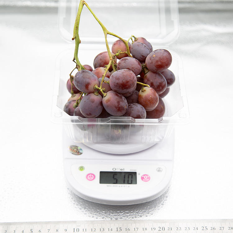 아삭한 수입산 거봉포도 새콤달콤 레드글로브 포도