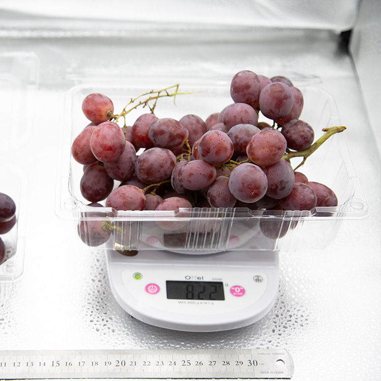 아삭한 수입산 거봉포도 새콤달콤 레드글로브 포도