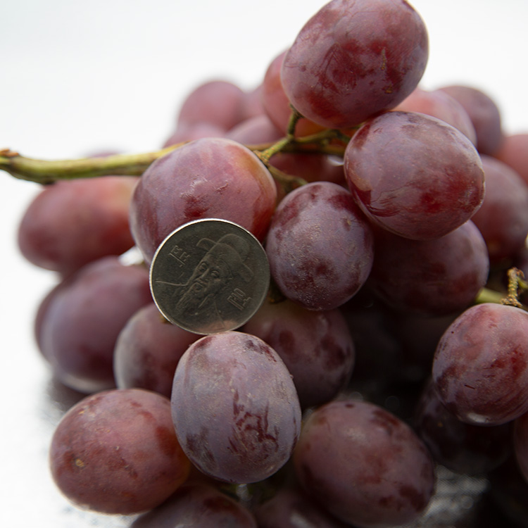 아삭한 수입산 거봉포도 새콤달콤 레드글로브 포도