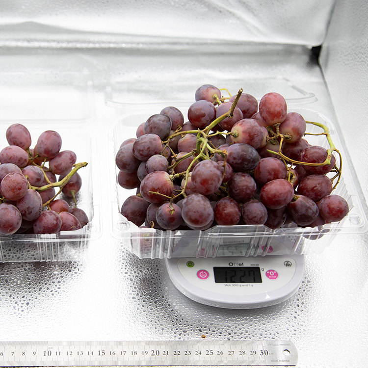 아삭한 수입산 거봉포도 새콤달콤 레드글로브 포도