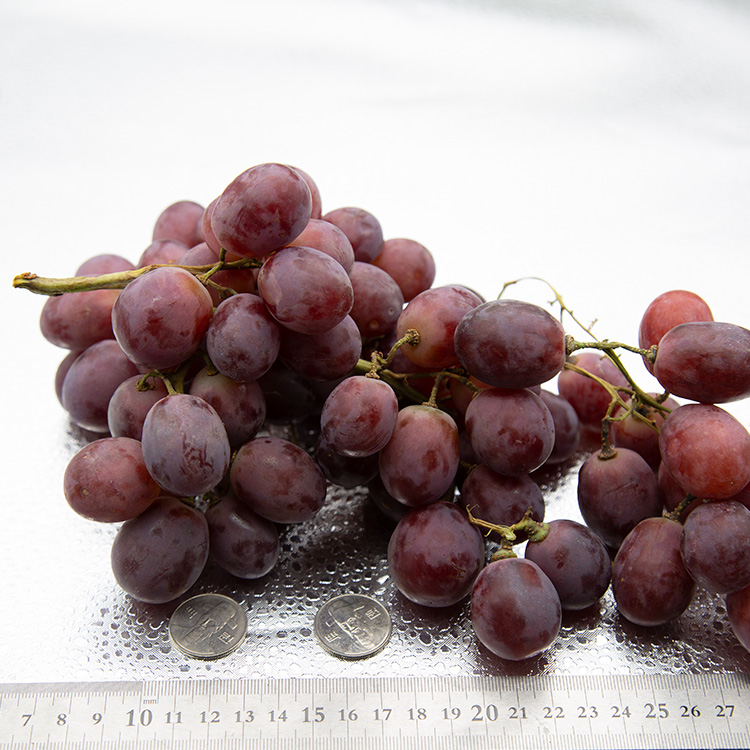 아삭한 수입산 거봉포도 새콤달콤 레드글로브 포도