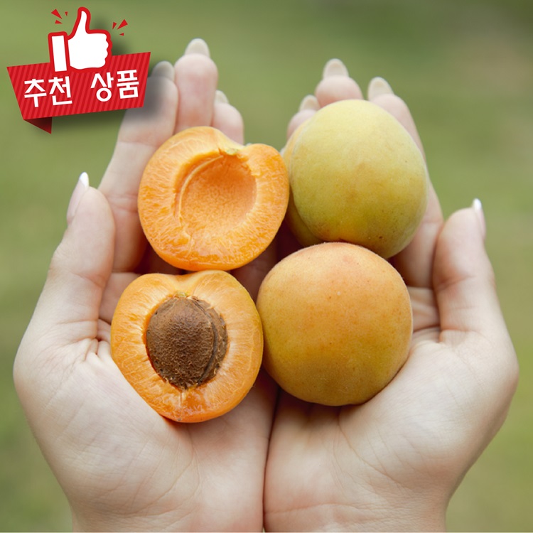 2026년 국산 살구 생과 햇살구 노지 살구 500g 1kg 2kg