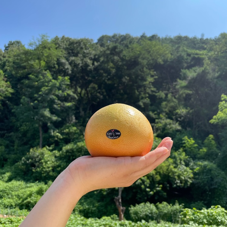 이스라엘산 과일 자몽 생과 레드자몽 대과 370g 내외