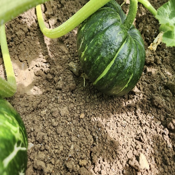 국산 제주 햇 미니 밤호박 단호박 보우짱 2kg 