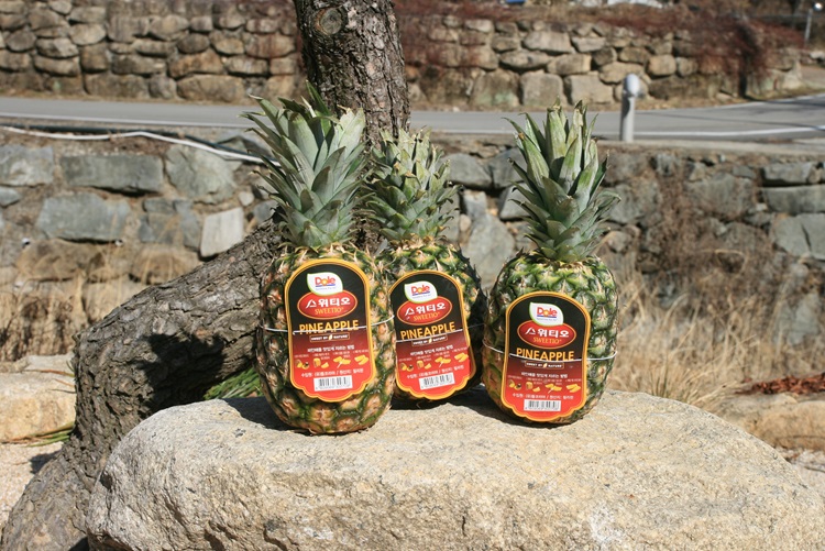 정품 Dole 파인애플 스위티오 돌파인애플 중소과