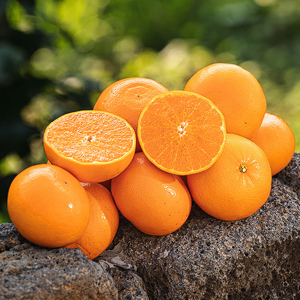 [제주열매] 고당도 맛있는 천혜향