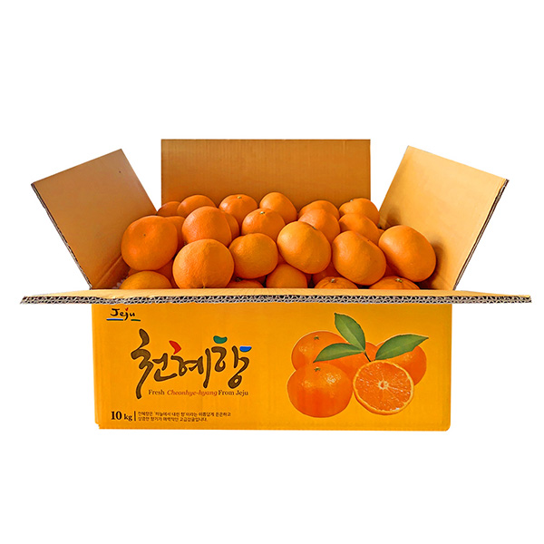 [제주열매] 고당도 맛있는 천혜향