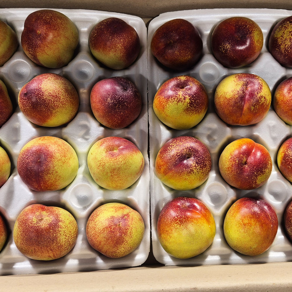 아삭달콤 제철 신비복숭아 [2kg/4kg]