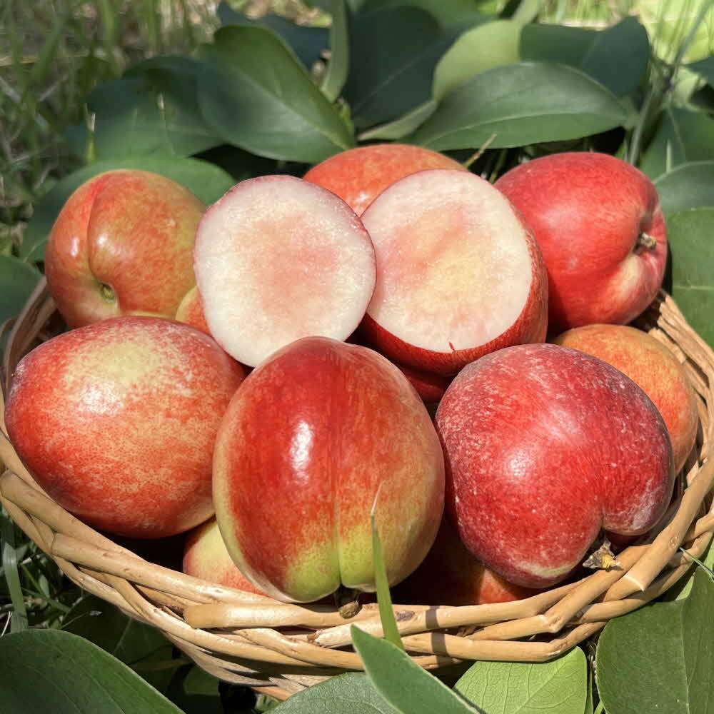 고당도 신비복숭아 신선복숭아 제철 산지직송  1kg/2kg/3kg