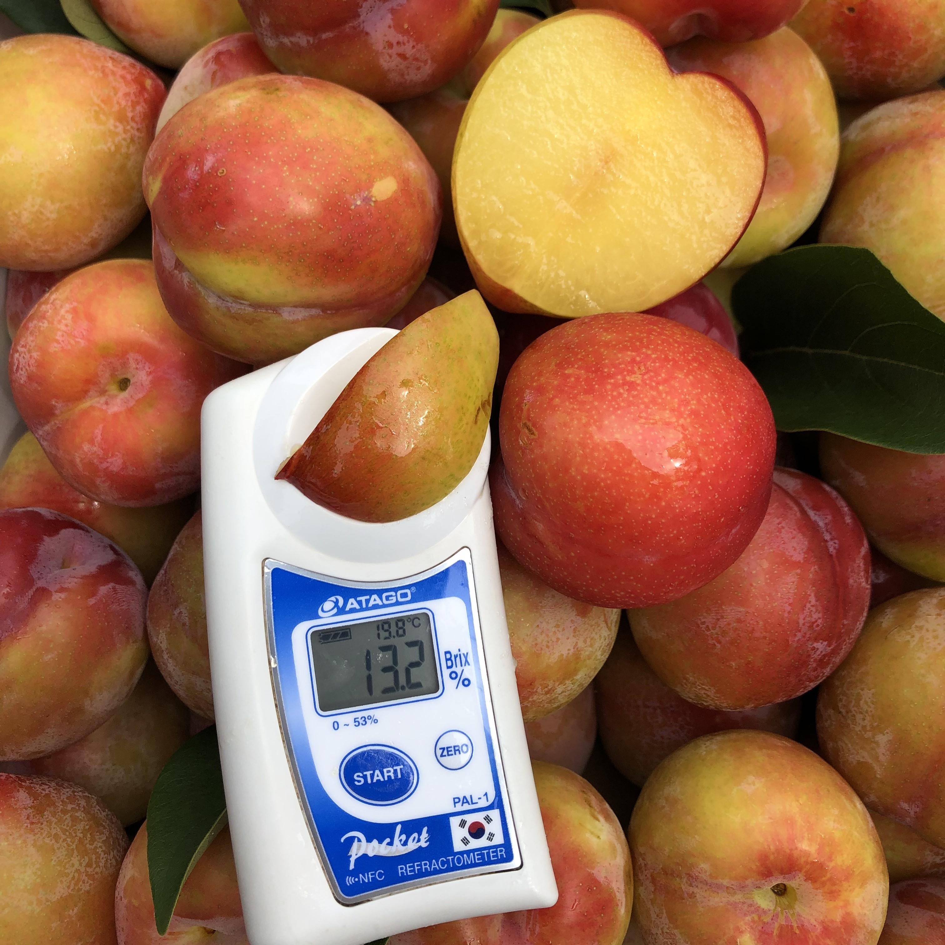 자두 철 자두제철 도담 대석자두 후무사 대석 추희 1kg/2kg