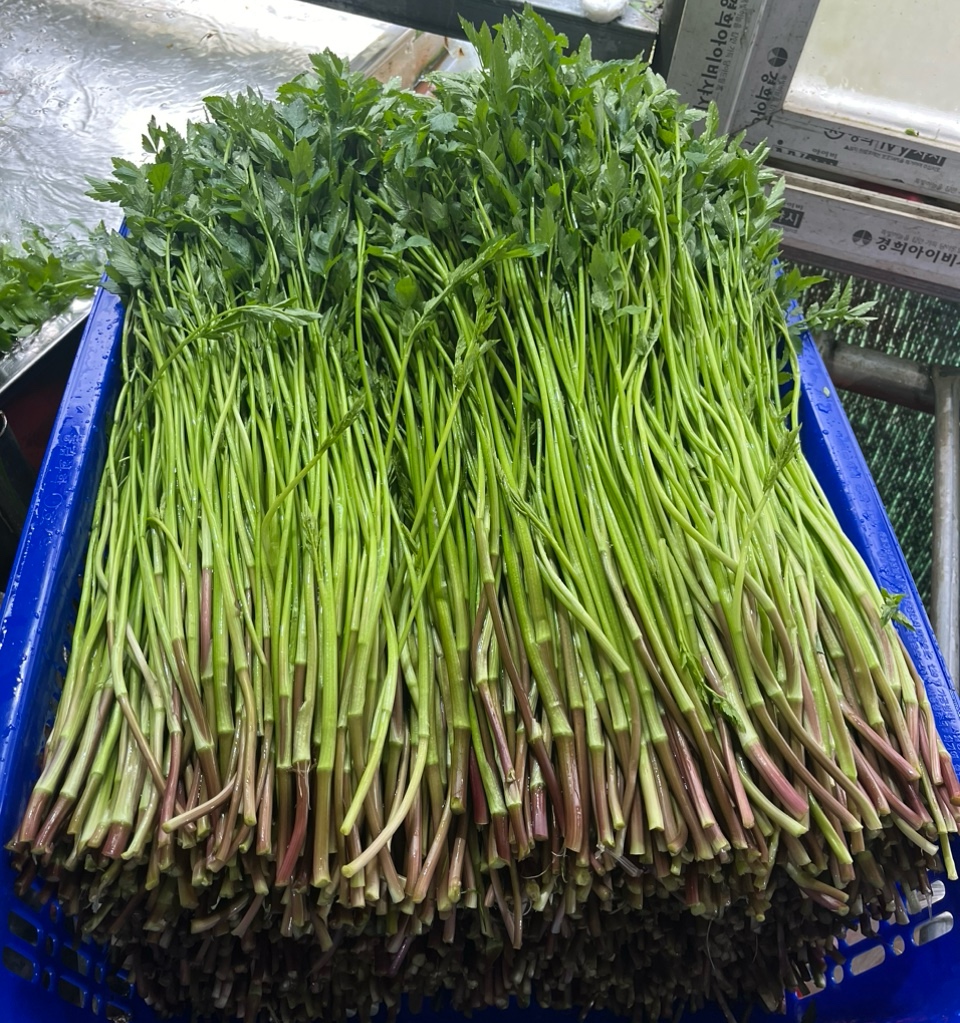 당일 새벽에 작업한 청도 한재 미나리 4kg(벌크용, 김장용, 식자재용, 대용량)