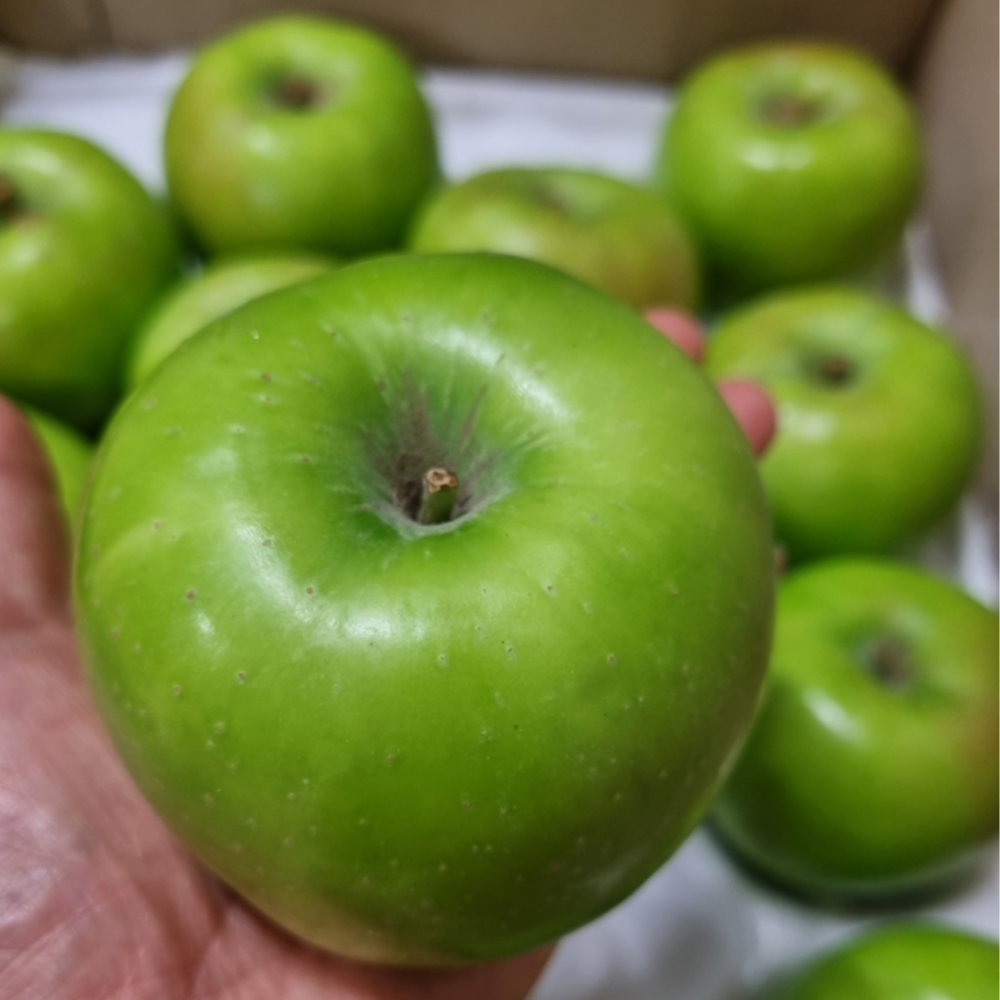 산지직송 아삭달콤 맛있는 썸머킹 여름사과 풋사과 청사과