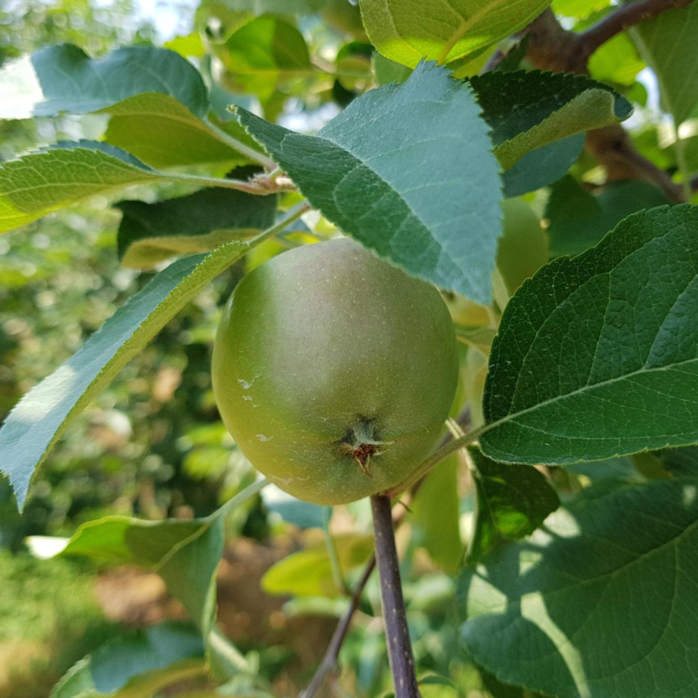 산지직송 아삭달콤 맛있는 썸머킹 여름사과 풋사과 청사과