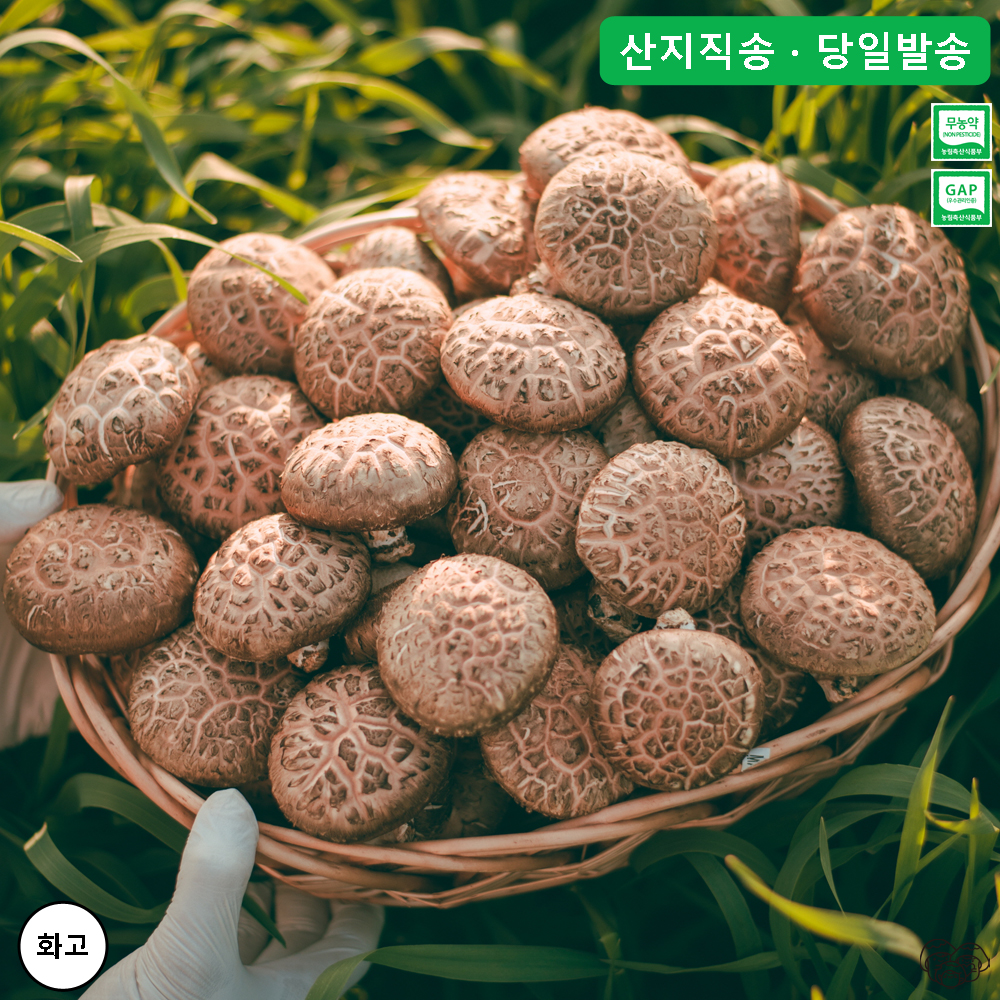 생표고버섯 건표고버섯 표고버섯 분말 국산 무농약 GAP 인증 친환경 버섯 100, 500g, 1kg