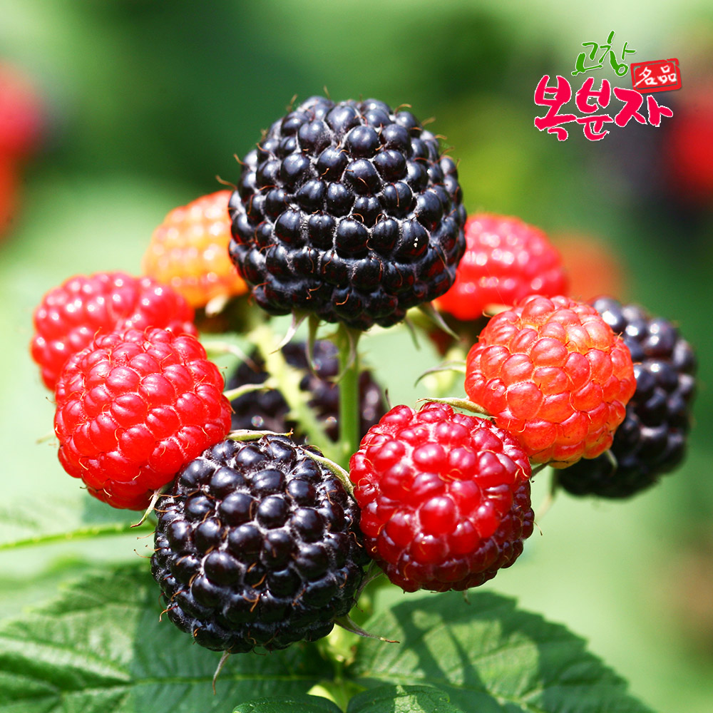 [고창특산물] 명품 고창 토종 복분자 냉동 생과 상품/로얄특품