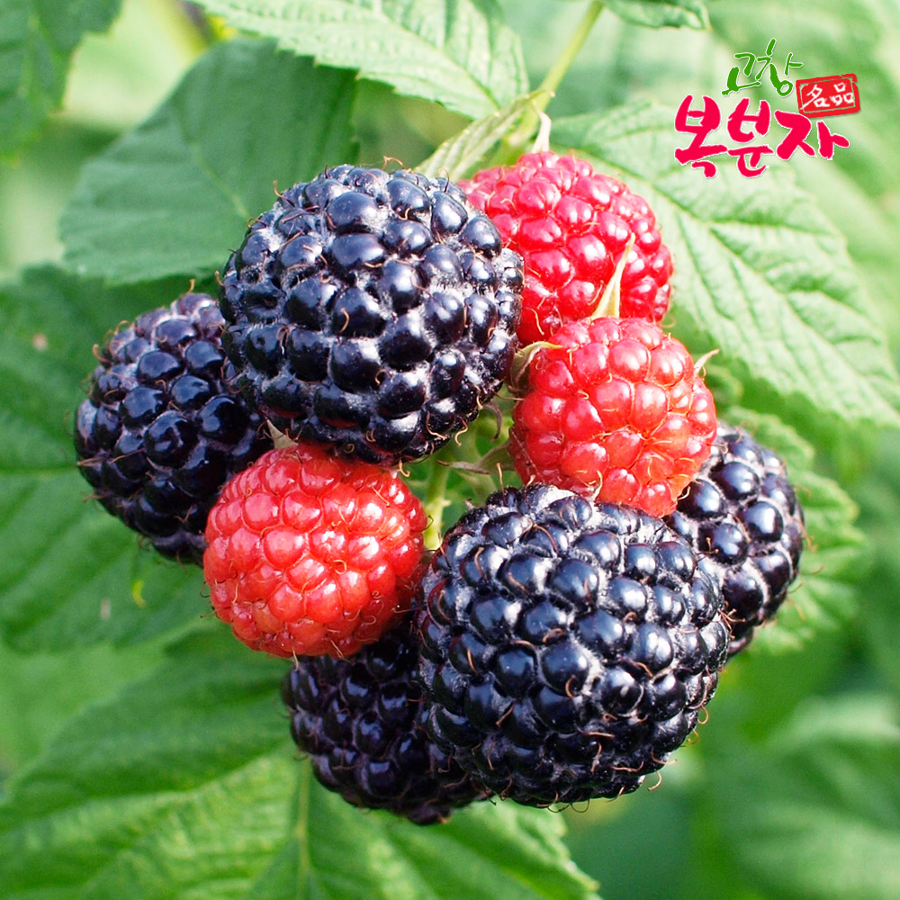 [고창특산물] 명품 고창 토종 복분자 냉동 생과 상품/로얄특품