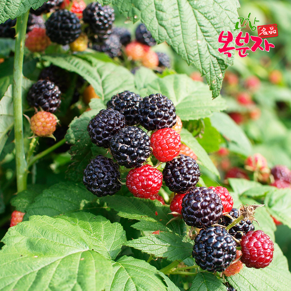 [고창특산물] 명품 고창 토종 복분자 냉동 생과 상품/로얄특품