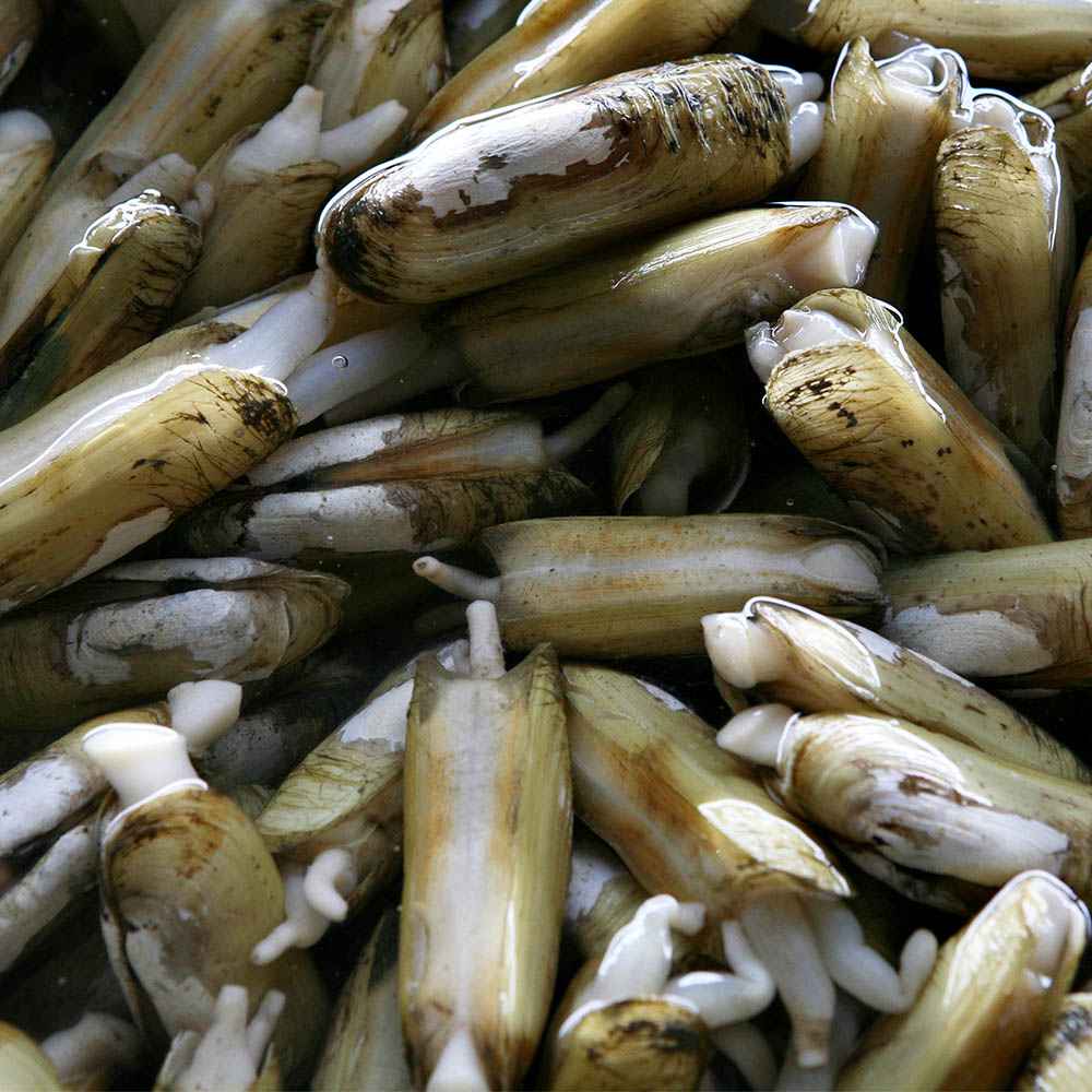 국내산 순천만 맛조개 500g 20-25미 내외