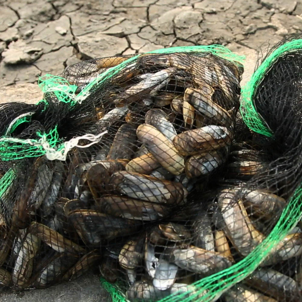 국내산 순천만 맛조개 500g 20-25미 내외