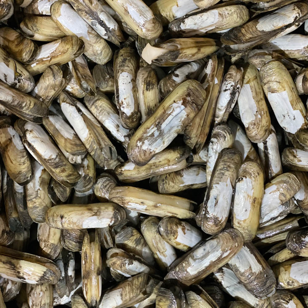 국내산 순천만 맛조개 500g 20-25미 내외