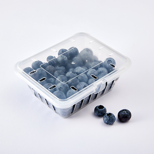 유기농 블루베리 (200g / 중~상 혼합)