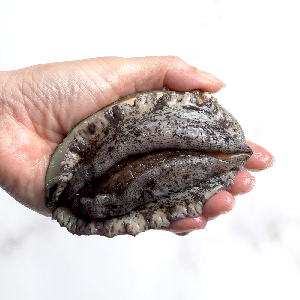 청정지역 완도 활 전복 1kg 산소 포장 선물 세트 산지 직송 구이 찜 초복