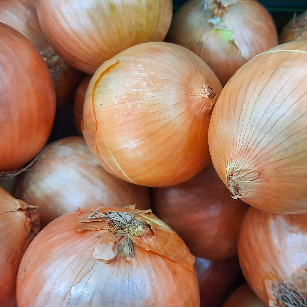 아삭아삭 달큰한 제철 햇 양파 10kg (소중대특)