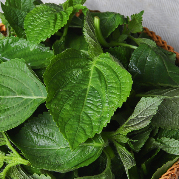 깻잎순 나물 깻순 깨순 1kg