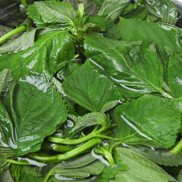 깻잎순 나물 깻순 깨순 1kg