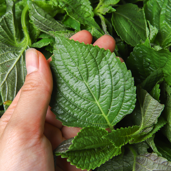 깻잎순 나물 깻순 깨순 1kg 대표이미지 섬네일