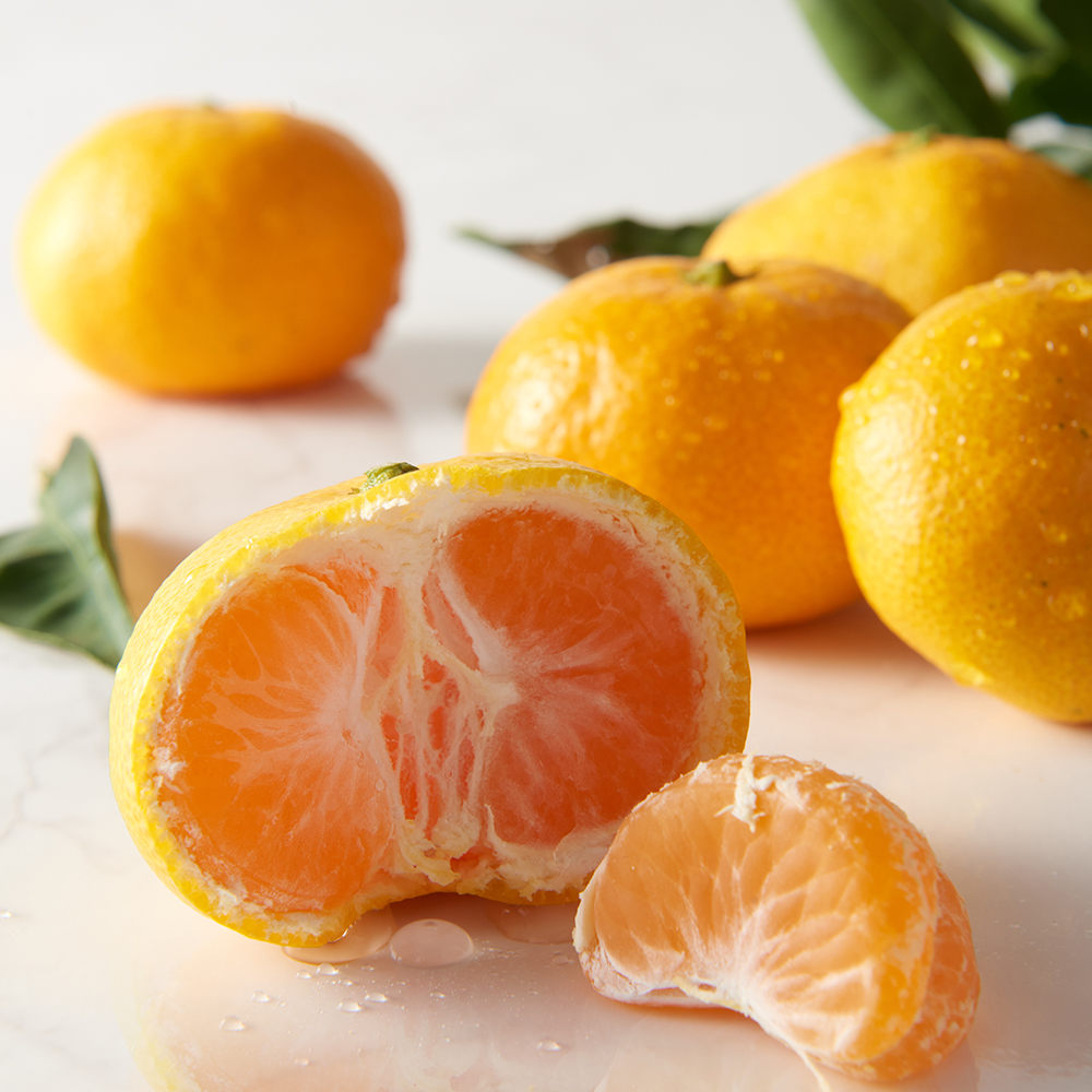 가장 맛있는 귤 품종! 이와사키 하우스귤!