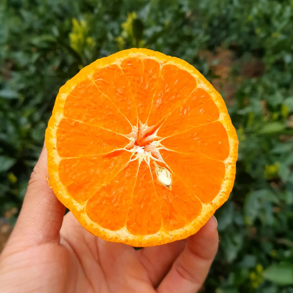 첫수확 제주 카라향 고당도 가정용 선물용 제철 과일 선물 세트