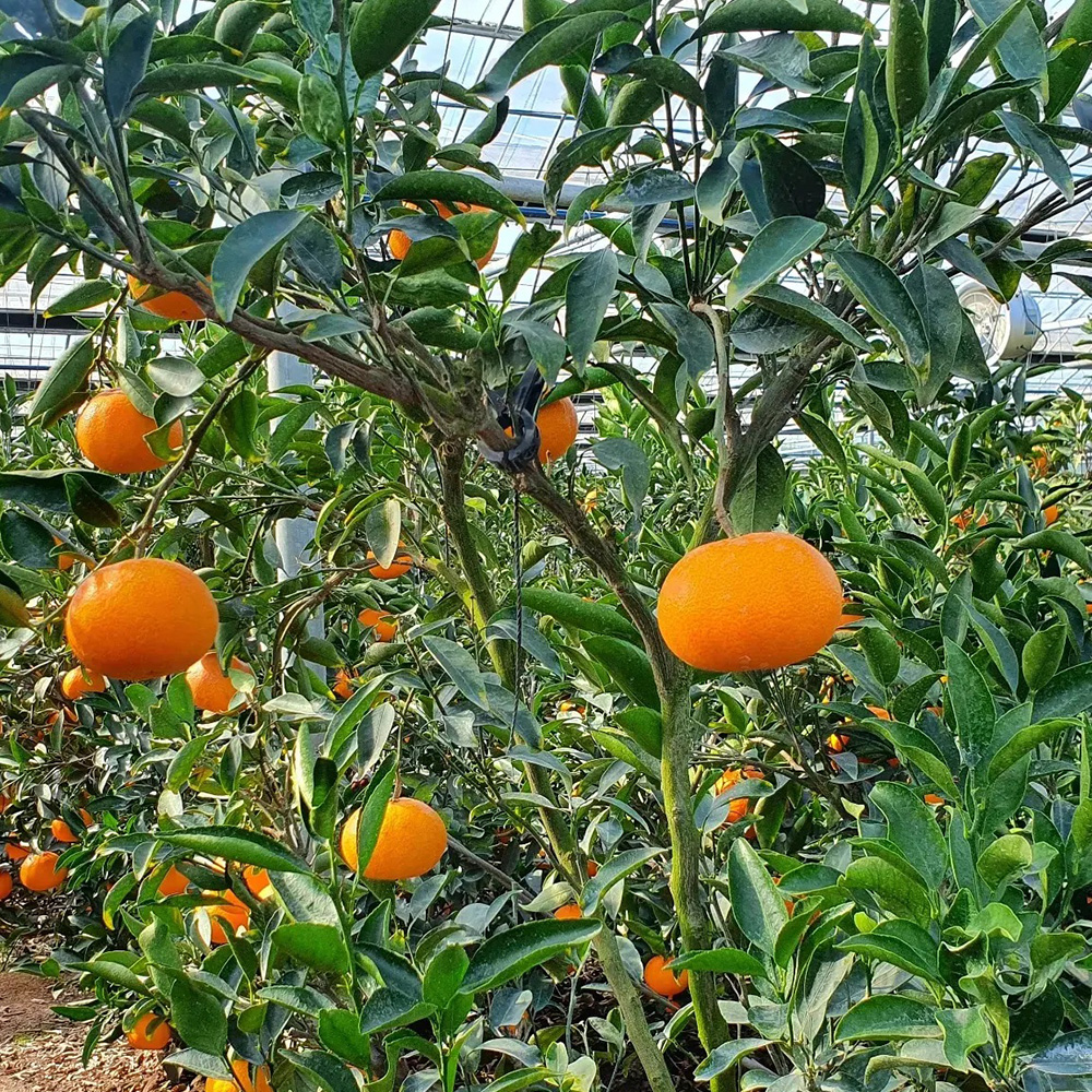 첫수확 제주 카라향 고당도 가정용 선물용 제철 과일 선물 세트