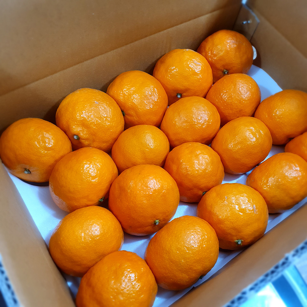 첫수확 제주 카라향 고당도 가정용 선물용 제철 과일 선물 세트