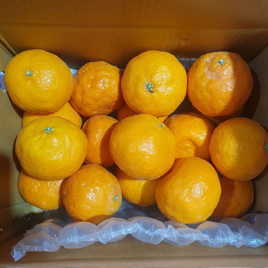 첫수확 제주 카라향 고당도 가정용 선물용 제철 과일 선물 세트