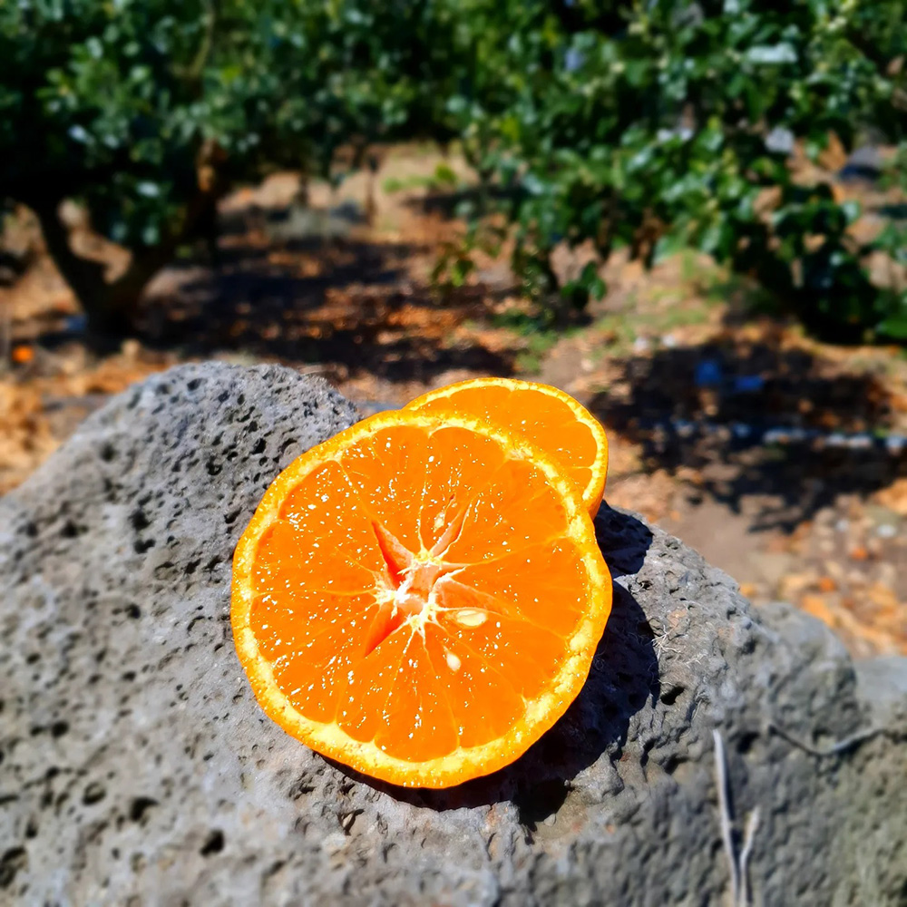 첫수확 제주 카라향 고당도 가정용 선물용 제철 과일 선물 세트