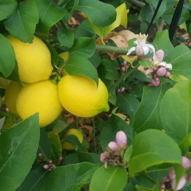 소적두 제주레몬즙 원액 500ml