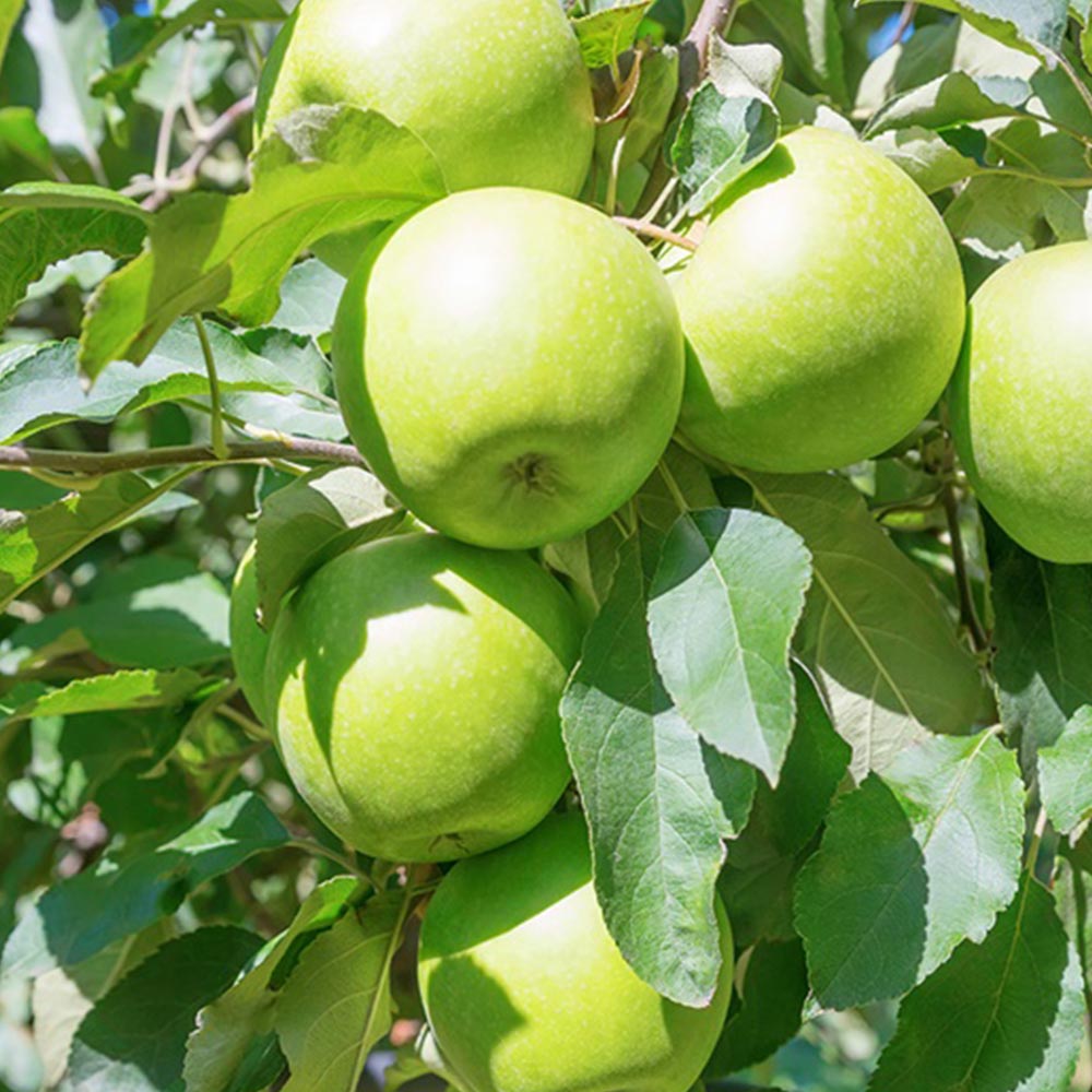 국내산 아오리 썸머킹 청사과 소 중 대과 2-5kg