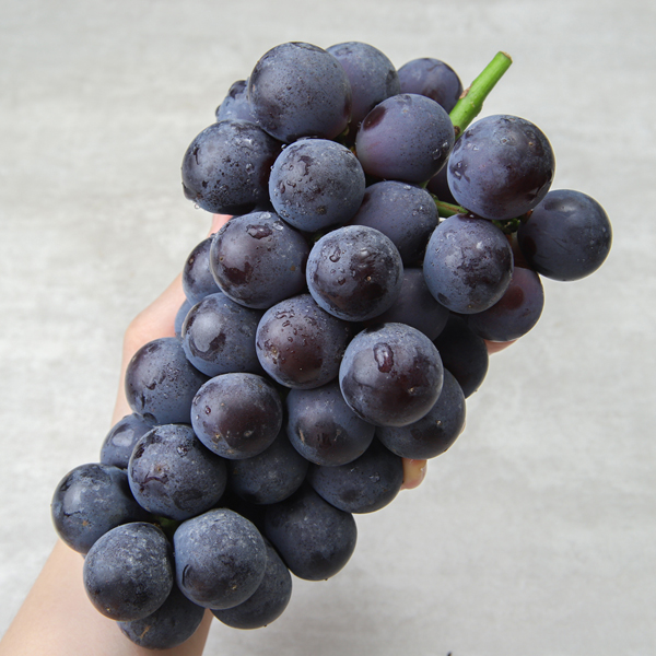 거봉 거봉포도 1kg 2kg
