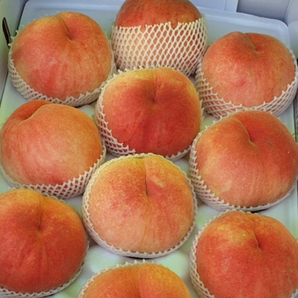 과즙 가득 백도 복숭아 4kg 제철 딱딱이 아삭 부드러운 여름 과일 선물 세트 산지직송