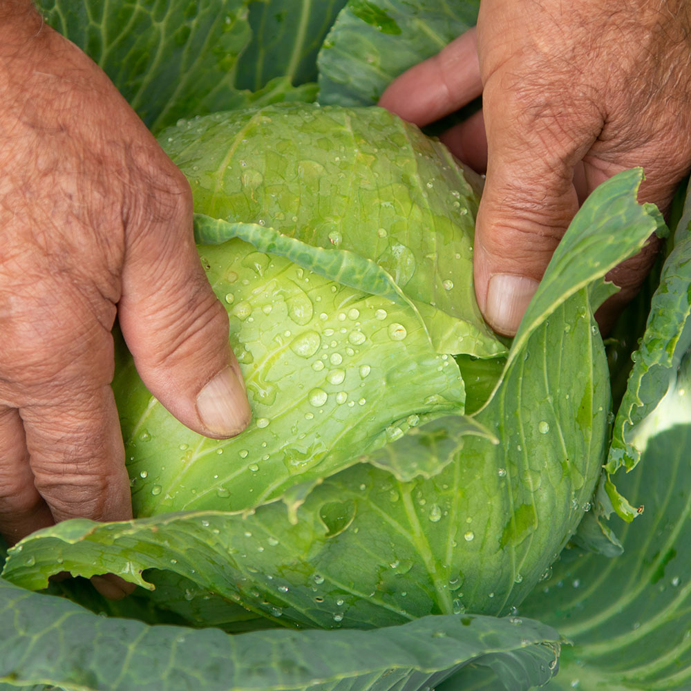 국내산 양배추 2통 3kg 4통 6kg내외