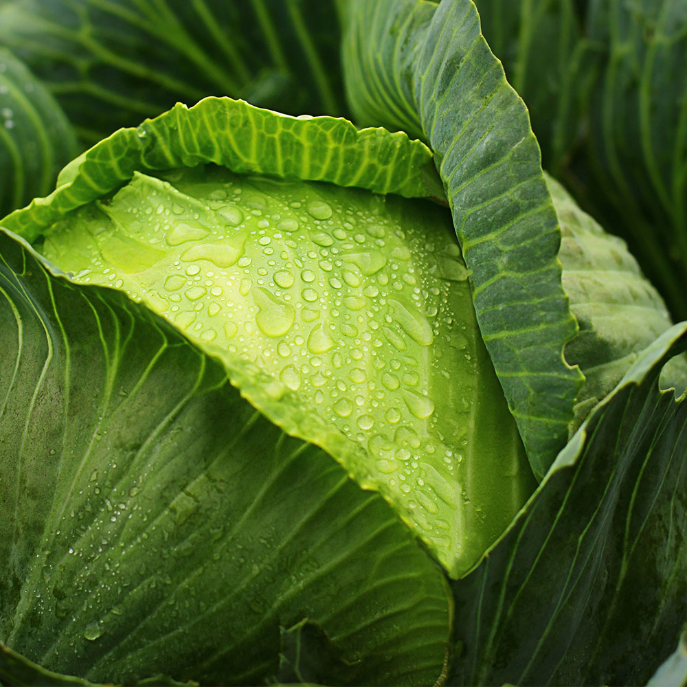 국내산 양배추 2통 3kg 4통 6kg내외