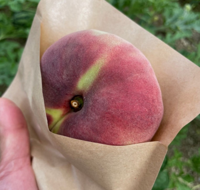 다오소농수산 고당도 거반도 완전 납작복숭아