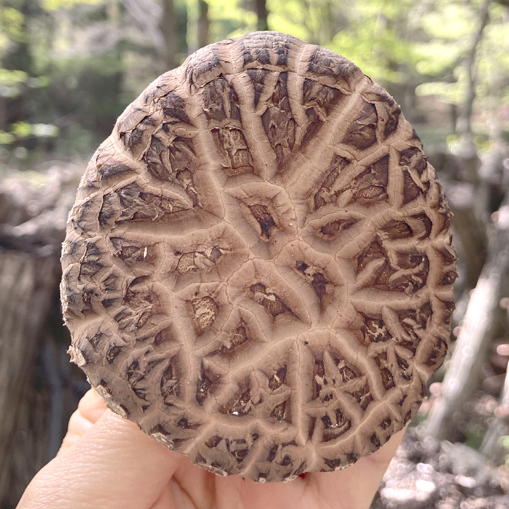 [제주시산림조합] 표고버섯 분말 세트 50g x 3개입