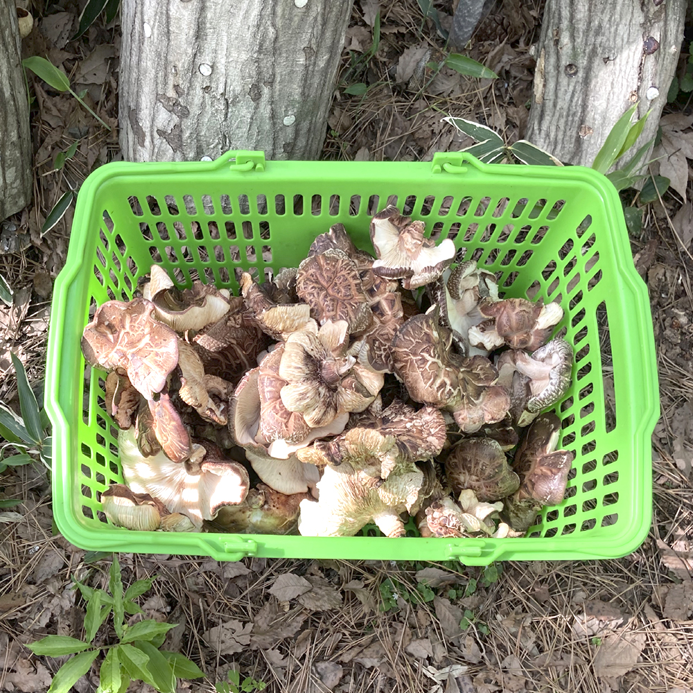 [제주시산림조합] 표고버섯 분말 세트 50g x 3개입