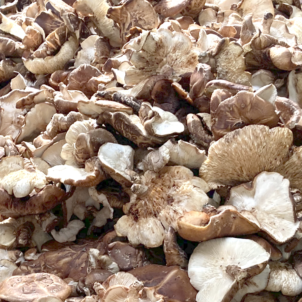 [제주시산림조합] 표고버섯 분말 세트 50g x 3개입